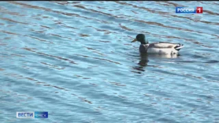 В Омск возвращаются перелётные птицы