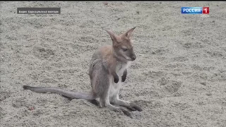 Годовалый кенгуренок из Барнаульского зоопарка отправился в Республику Алтай