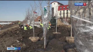 В Омске краснолистные клёны с олимпийской аллеи готовят к переезду на новое место