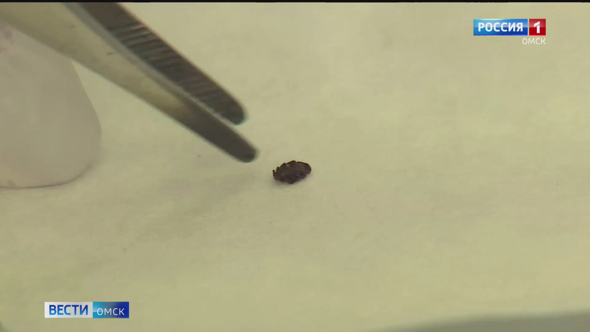  В Омской области зарегистрирован первый укус клеща в этом году