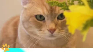 Какие цветы опасны для кошек?