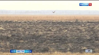 В Омской области завершается охота на волка