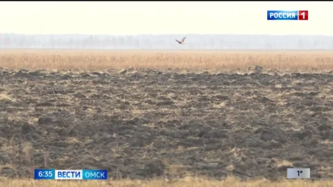 В Омской области завершается охота на волка