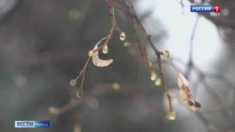 Из-за потепления в Омской области стали отменять автобусные маршруты