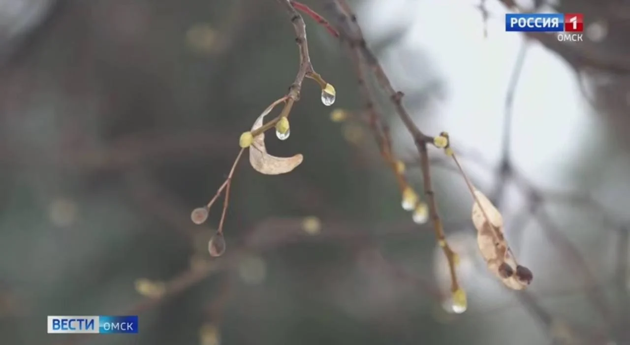 Из-за потепления в Омской области стали отменять автобусные маршруты