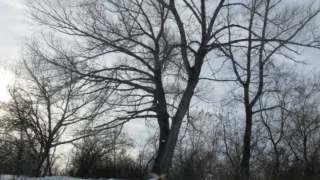 Омский инспектор охотничьего хозяйства наткнулся на стройплощадку бобра-миллиардера