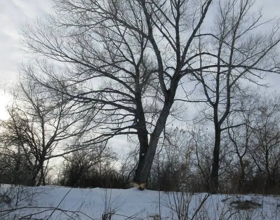 Омский инспектор охотничьего хозяйства наткнулся на стройплощадку бобра-миллиардера