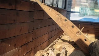 В Большереченском зоопарке показали милых сурикатов