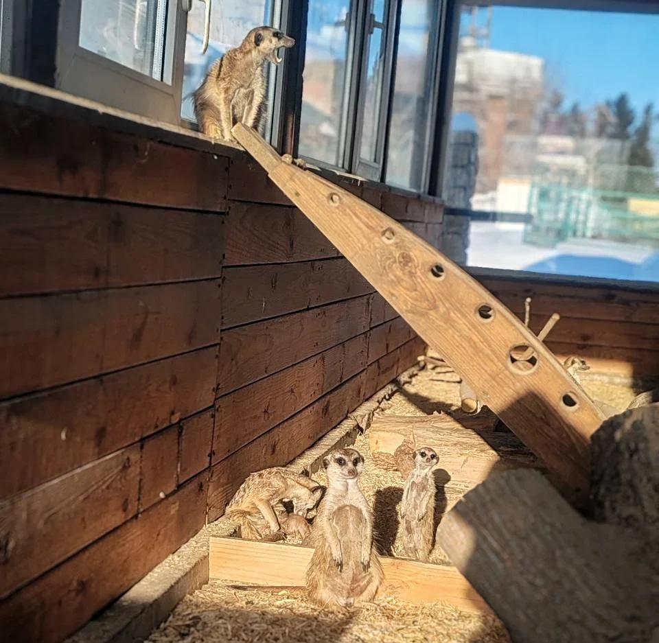 В Большереченском зоопарке показали милых сурикатов