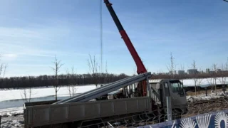 В Омске пересаживают краснолистные клены с Олимпийской аллеи