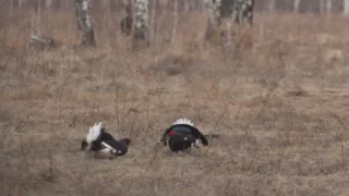 В лесах Омской области вовсю гремят весенние премьеры