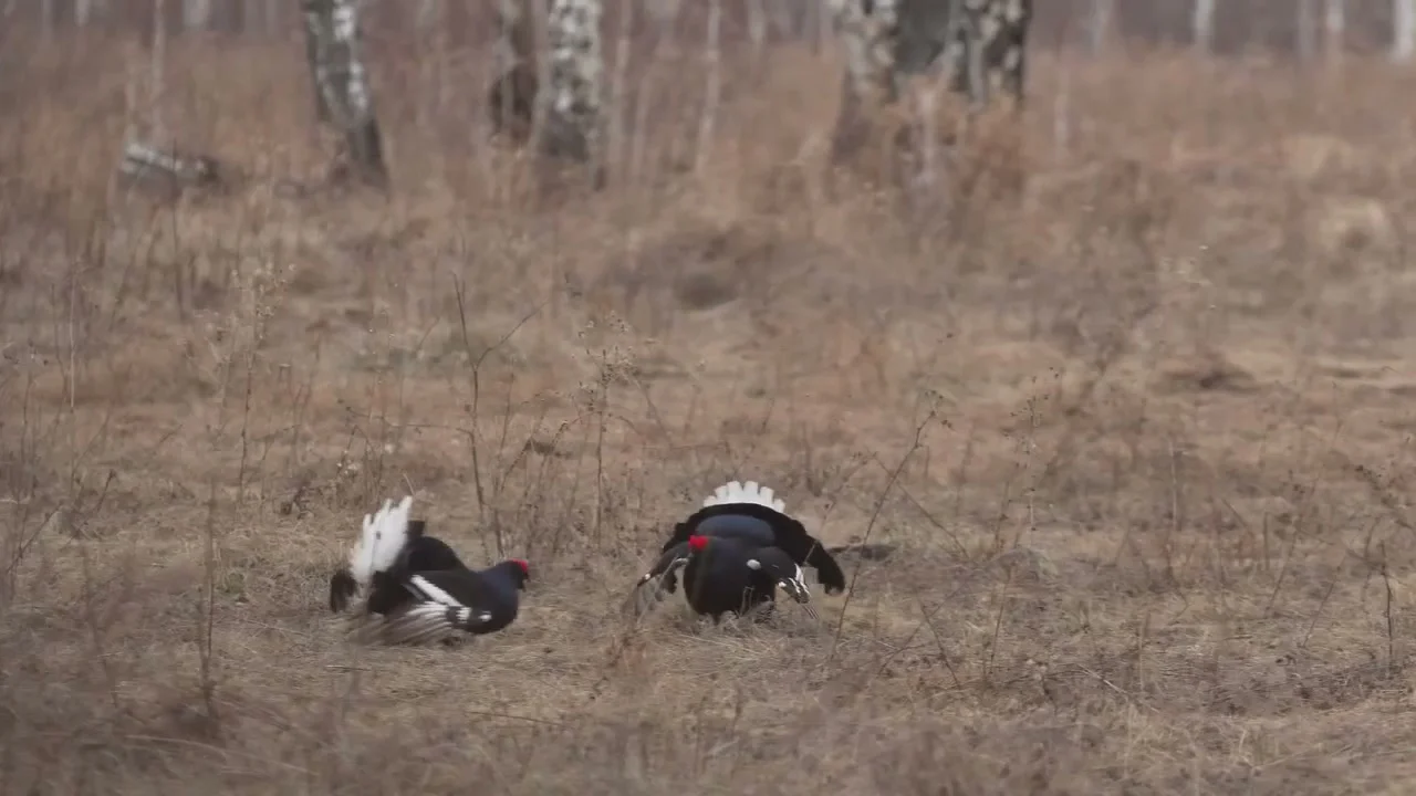 В лесах Омской области вовсю гремят весенние премьеры
