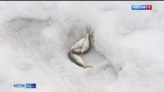 Несмотря на предупреждения спасателей, омичи продолжают выходить на лед