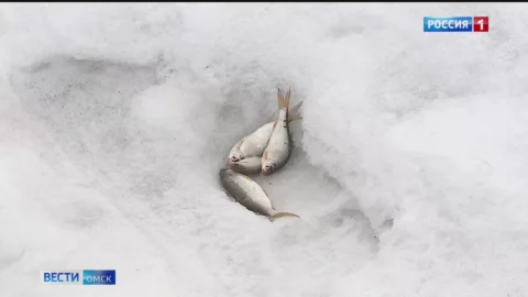 Несмотря на предупреждения спасателей, омичи продолжают выходить на лед