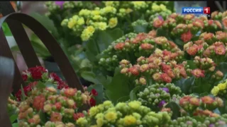 «Вести Сибирь», эфир от 8 марта 2026 года