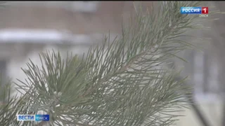 В Омске в Старом Кировске разгорается скандал из-за вырубки зеленых насаждений