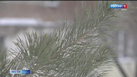 В Омске в Старом Кировске разгорается скандал из-за вырубки зеленых насаждений