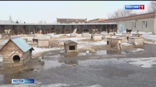 В Омске развернулась целая спасательная операция по спасению собаки, которая застряла на самой верхушке дерева