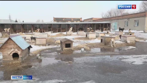 В Омске развернулась целая спасательная операция по спасению собаки, которая застряла на самой верхушке дерева