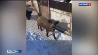 В Омске садовод подложил свинью соседям