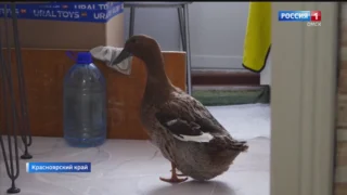 Дикую утку приютили жители города Назарово