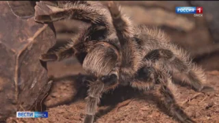В Омске необычно отметили День домашних насекомых