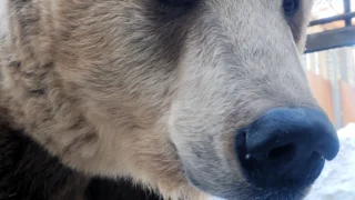 В Большереченском зоопарке медведи выходят из спячки