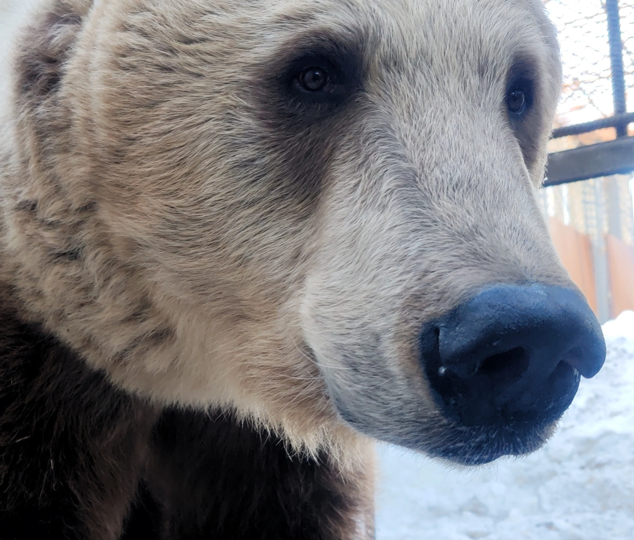 В Большереченском зоопарке медведи выходят из спячки