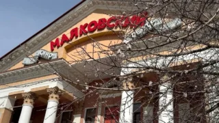 В Омске зацвел абрикос