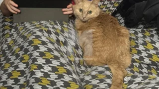 Брошенного в Домодедово кота спасла сотрудница аэропорта