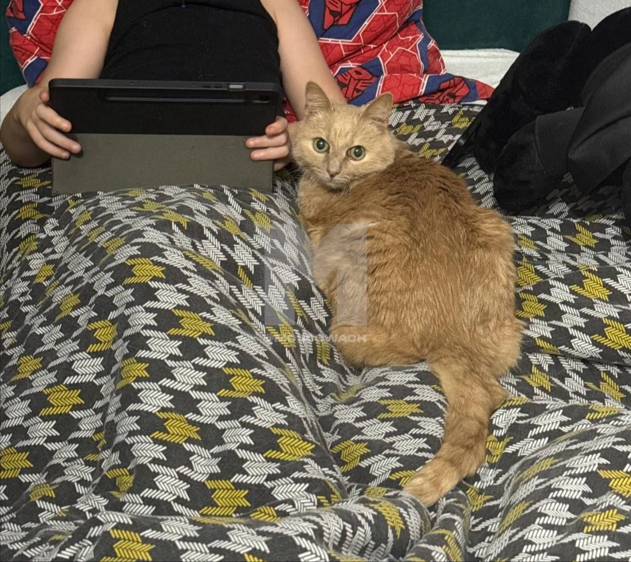 Брошенного в Домодедово кота спасла сотрудница аэропорта