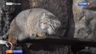 У звезды Московского зоопарка манула Тимофея не складывается личная жизнь