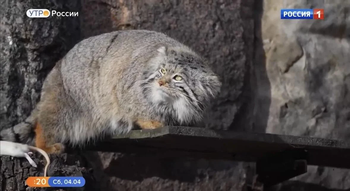 У звезды Московского зоопарка манула Тимофея не складывается личная жизнь