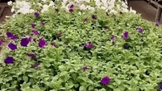 В муниципальной теплице расцветает рассада цветов для украшения города