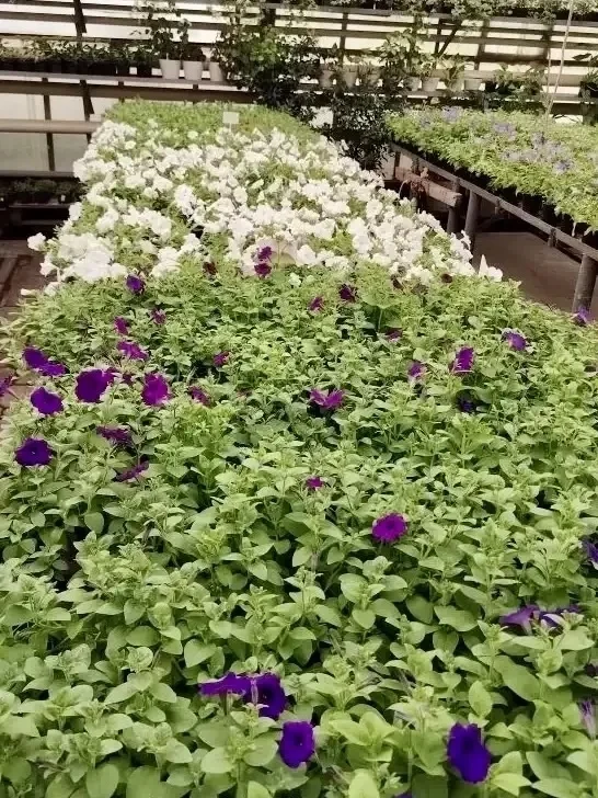В муниципальной теплице расцветает рассада цветов для украшения города