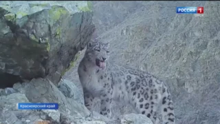 Забавную гримасу снежного барса поймала фотоловушка в Саяно-Шушенском заповеднике