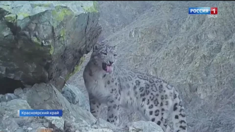 Забавную гримасу снежного барса поймала фотоловушка в Саяно-Шушенском заповеднике