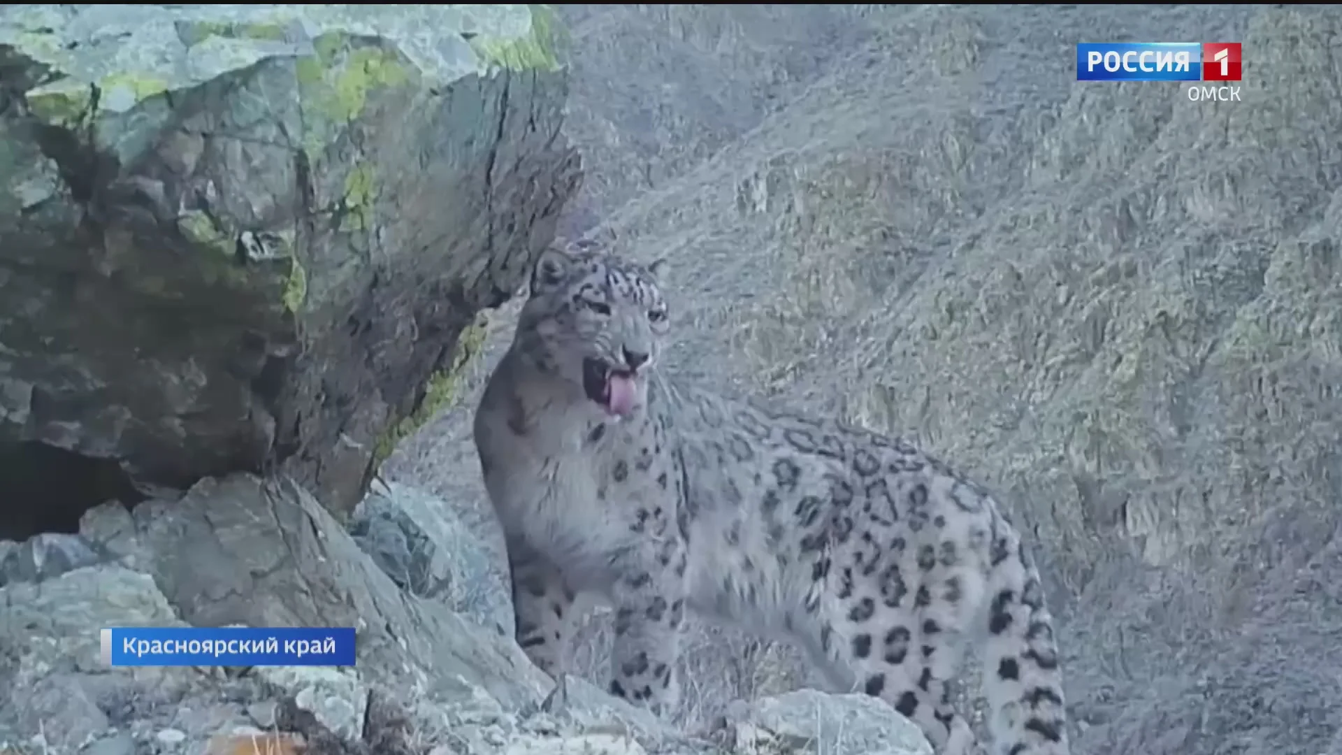 Забавную гримасу снежного барса поймала фотоловушка в Саяно-Шушенском заповеднике