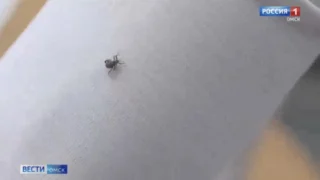 Погода наконец позволила приступить к обработке от клещей омских парков и скверов