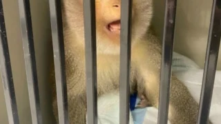 В Омске спасли 16‑летнюю обезьянку от хронической зубной боли