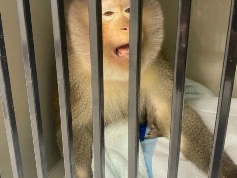 В Омске спасли 16‑летнюю обезьянку от хронической зубной боли