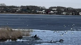 В Горьковском районе впервые за 30 лет заметили бакланов