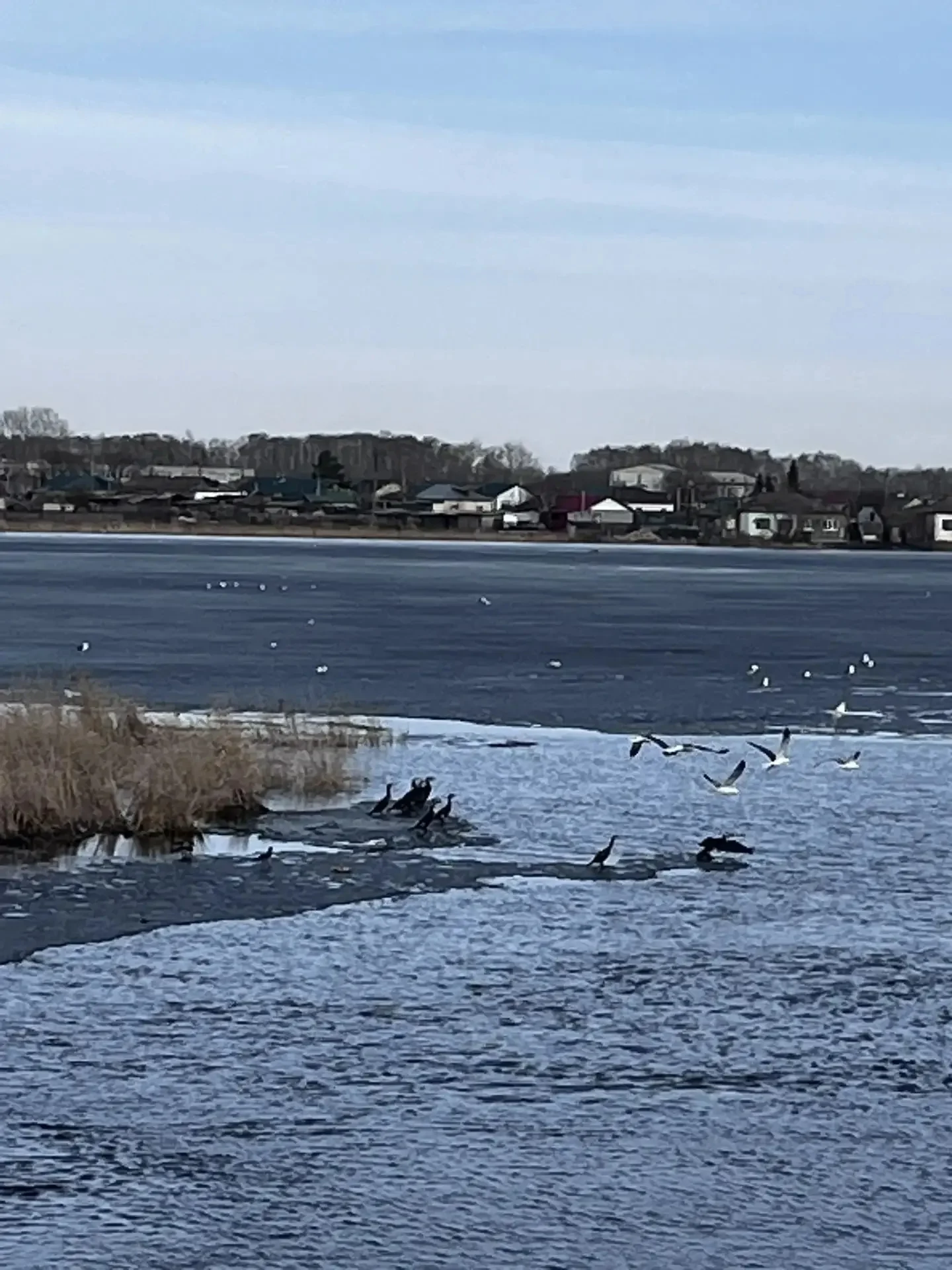 В Горьковском районе впервые за 30 лет заметили бакланов