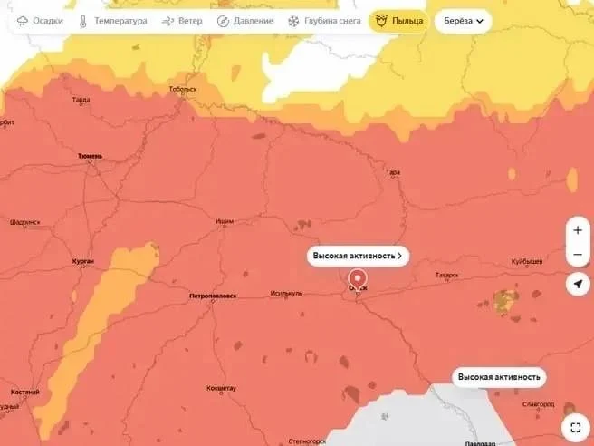 В Омске началось цветение березы