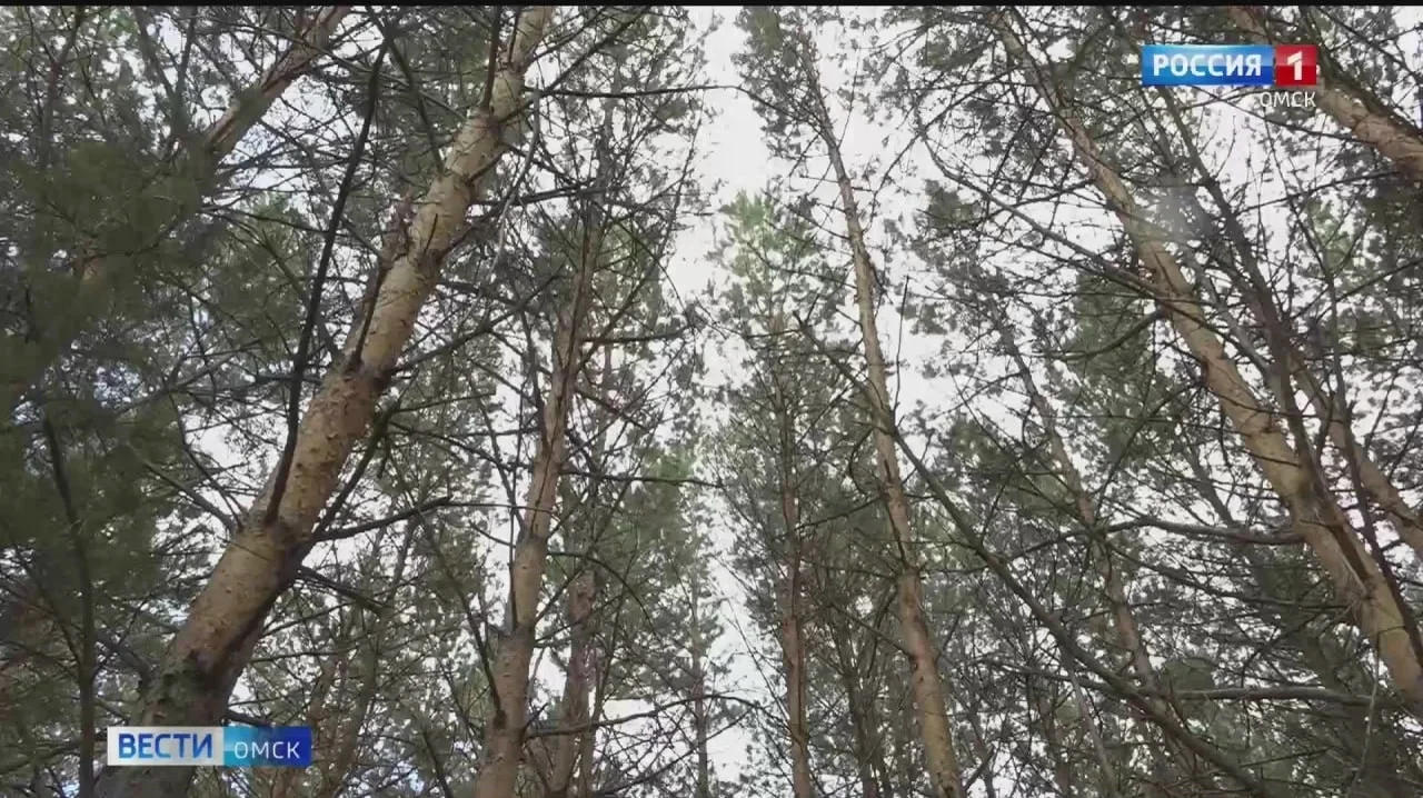 С 7 апреля в Омске вводят пожароопасный режим