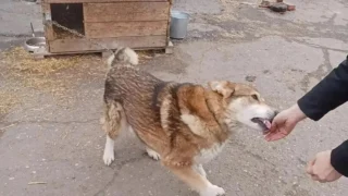 В Омске в трамвайном депо появятся хвостатые сотрудники