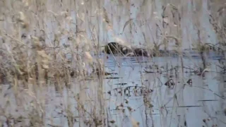 Сегодня отмечается Международный день бобра