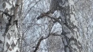 Во время патрулирования инспектор Муромцевского района смог сфотографировать бородатую неясыть