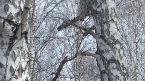 Во время патрулирования инспектор Муромцевского района смог сфотографировать бородатую неясыть