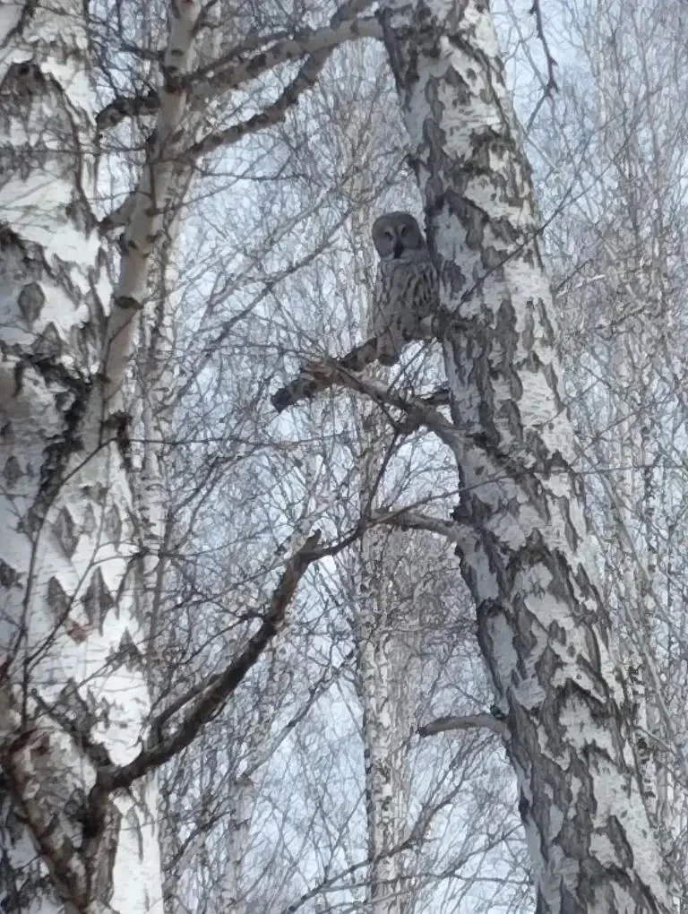 Во время патрулирования инспектор Муромцевского района смог сфотографировать бородатую неясыть